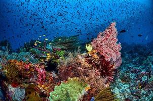 primer plano de arrecife de coral foto