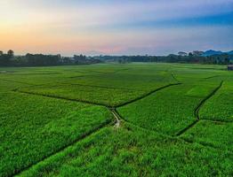 vista aérea del campo de arroz