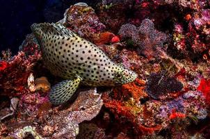 Black and white polka dot fish photo