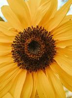 Closeup of sunflower photo