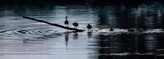 Swans on the water  photo