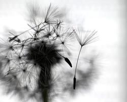 silueta de diente de león blanco foto