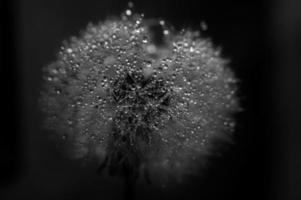 Water drops on white dandelion photo