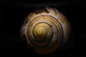 concha de caracol amarillo y negro foto