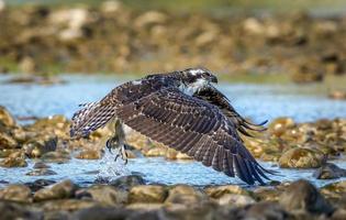 águila pescadora en vuelo