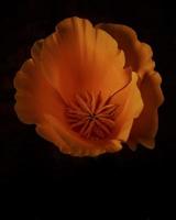 flor de naranja sobre fondo negro