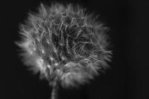 White dandelion with black background photo