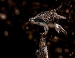 Hawk perched on tree photo