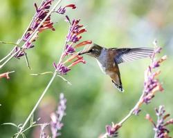 colibrí con flores foto