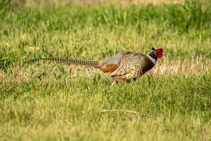 Pheasant in grass photo