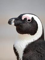 primer plano de pingüino foto