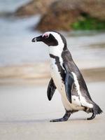 Black-and-white penguin walking on beach photo