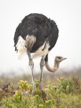 Ostrich standing in grass photo
