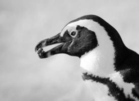 pingüino blanco y negro con comida foto