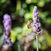 Macro of honeybee on lavender photo