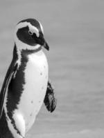 foto en blanco y negro de pingüino