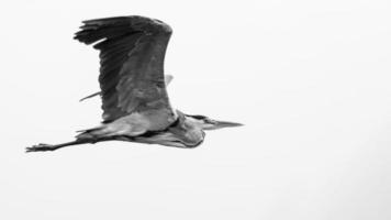 escala de grises de garza voladora foto