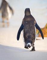 Penguin walking on beach photo