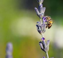 Honeybee on lavender photo