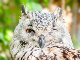 Close-up of winking owl