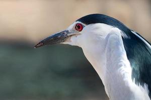 Close-up of black-crowned night heron photo