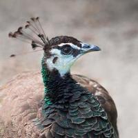 Close-up of peacock-pheasant