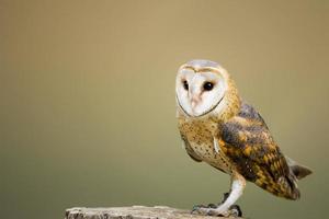 Brown owl on top of tree log