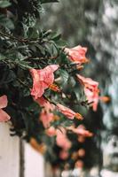 Row of pink hibiscus flowers  photo