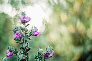 Purple flowers in garden photo