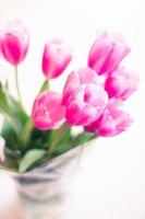 Pink tulips in selective focus photo