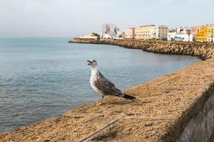 Seagull stands on harbor shore photo