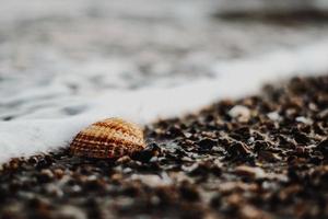 Seashell on rocky beach photo