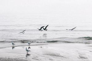 Seagulls fly above coastline photo