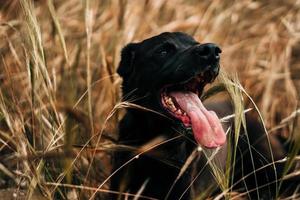 Black Labrador retriever in wheat field photo