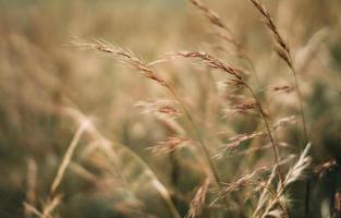 Afternoon light in wheat field photo