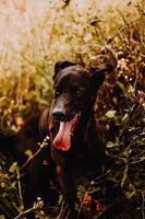 Young black dog in field