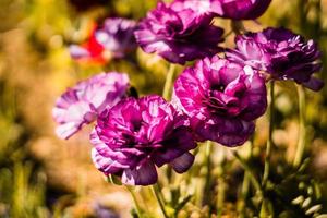 Purple flowers in the sun photo