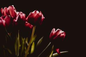 Red tulips on black background photo