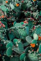 Flowering cactus plants photo