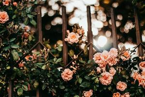 Wrought iron gate and rose flowers photo