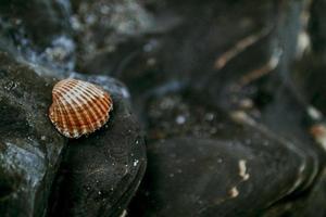 Seashell on black sandy rocks photo