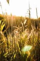  Wheat field with sun rays  photo