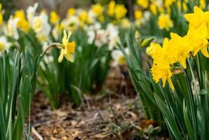 Yellow cluster of flowers photo