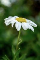 flor de la margarita blanca foto