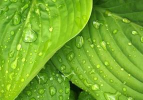 Dew on leaves photo