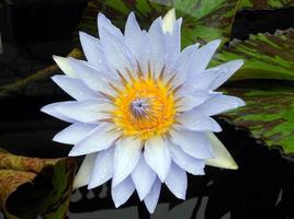 Blue water lily  photo