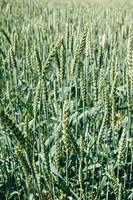Green wheat field photo