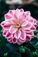 primer plano de la flor rosada de la dalia foto