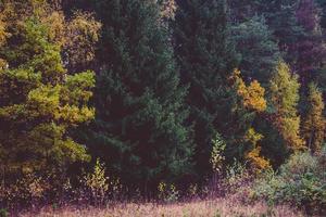 Colorful trees and field with no sky photo