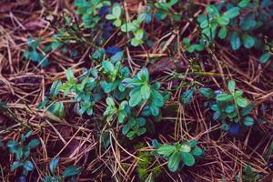 Small leafy plant photo